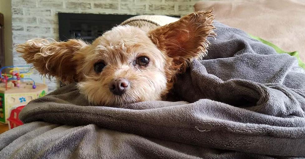 Herbie the dog